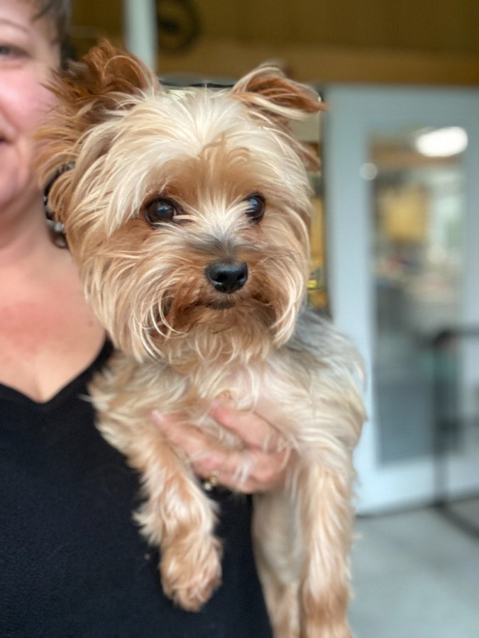 Cricket, the Yorkshire Terrier who inspired the name Cricket Creek Studio, being held by her owner Kathryn